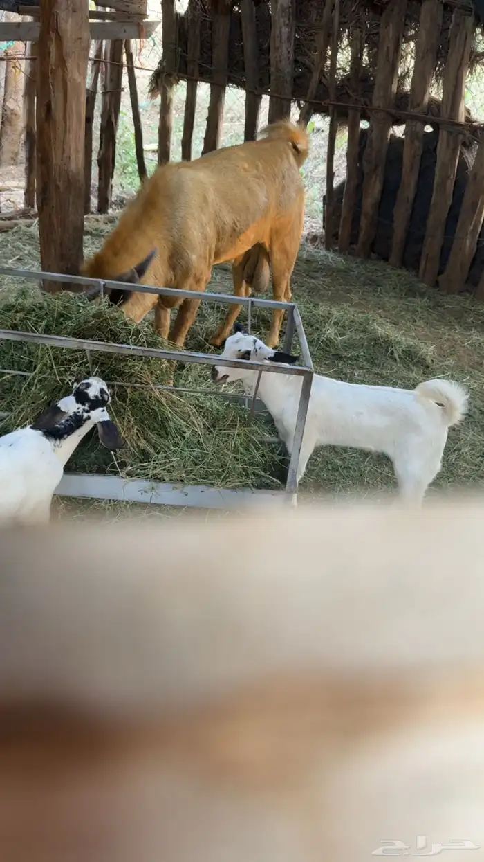 2 تيوس بيشيات 6