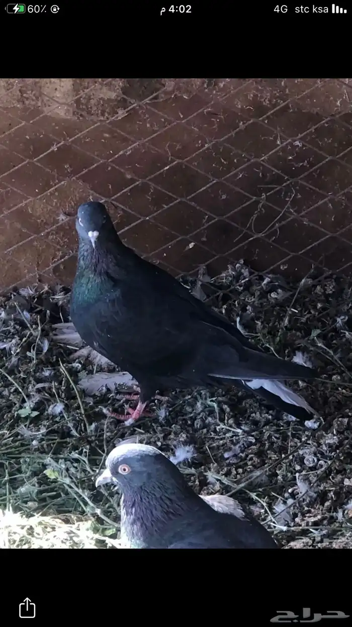 حمام قطايف 2