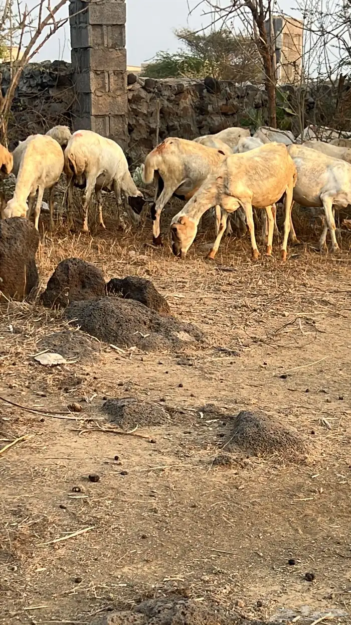 ضان العدد 27 فيها وحده منتوج و15 على وشك ولاده 2