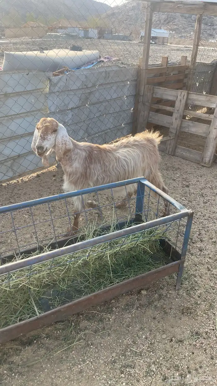 ماعز عوارض عدد2. دفيع شرط تووم شرط سونار 1