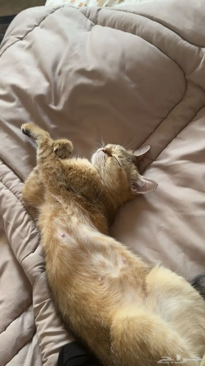 قطه للبيع أنثى نظيفه ومطعمه كل تطعيماتها مع اغراضها 1