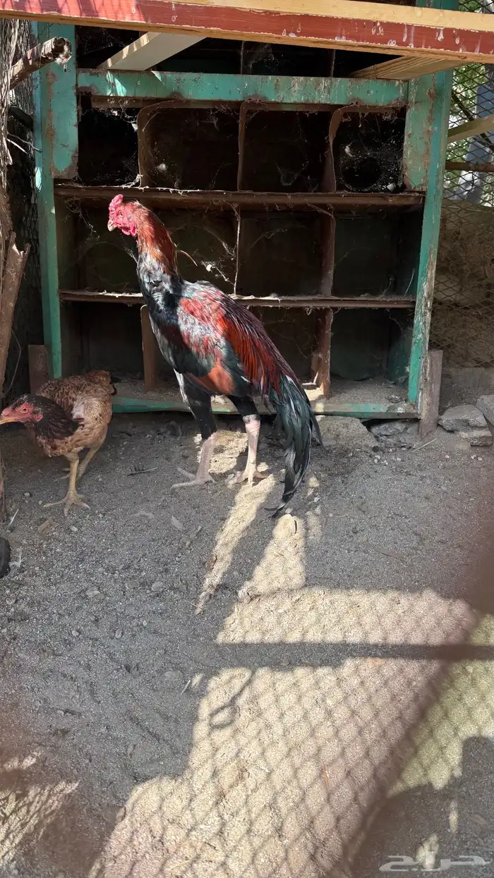 ديك باكستاني - سندي 2