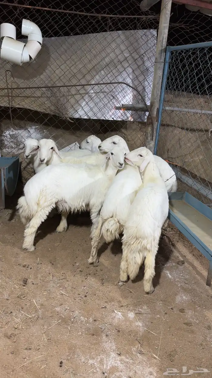 بهم فل شحم 1