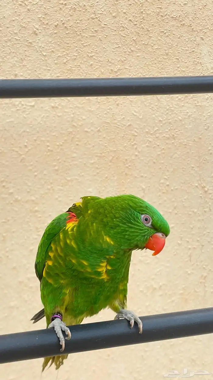 لوري سكالي 3