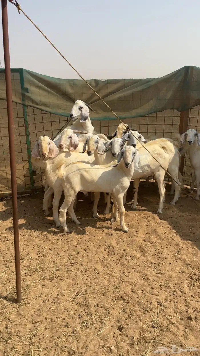 تيوس للبيع 0