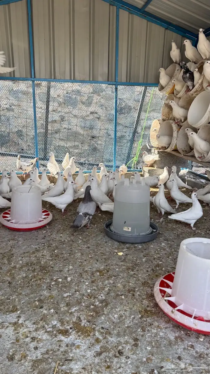 حمام فرنسي فاخررر ومنتج 3