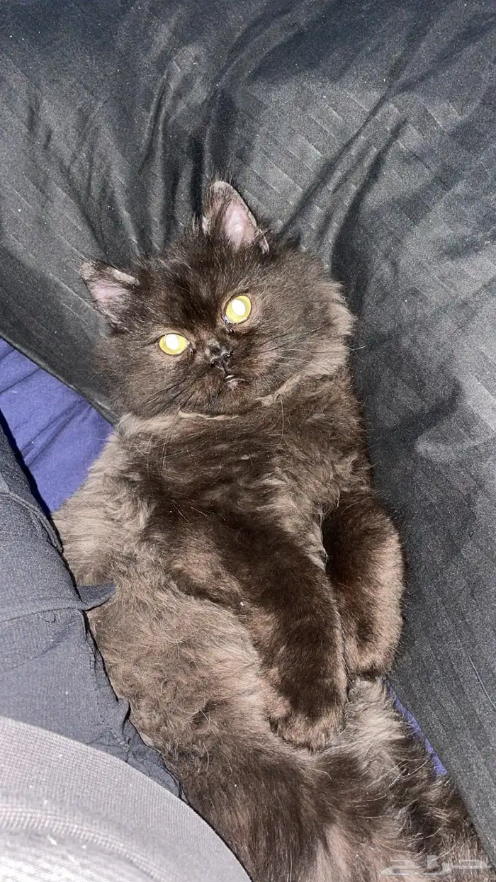 قط هاف بيكي برتش ذكر تزاوج 3