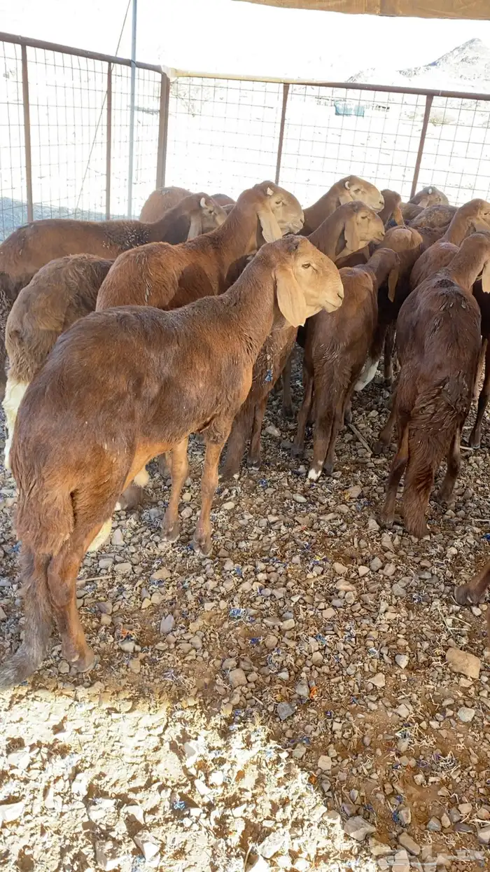 سواكن حمري تربية 2