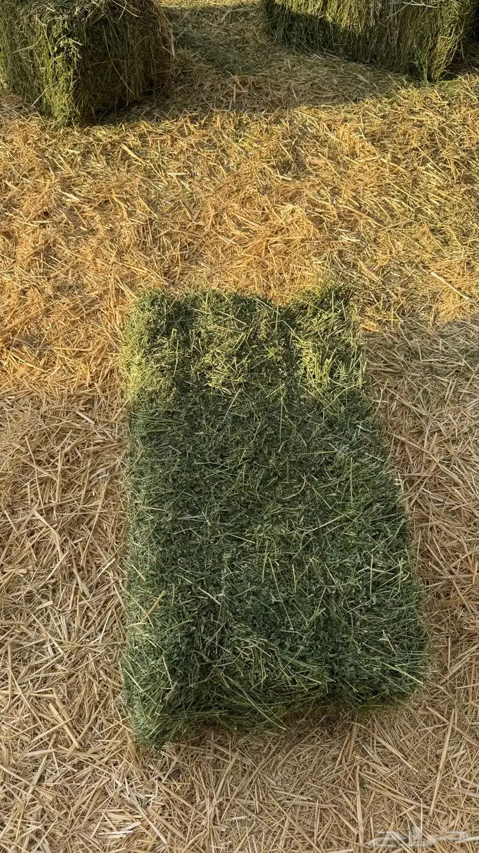 برسيم صافي شد 82-90 5