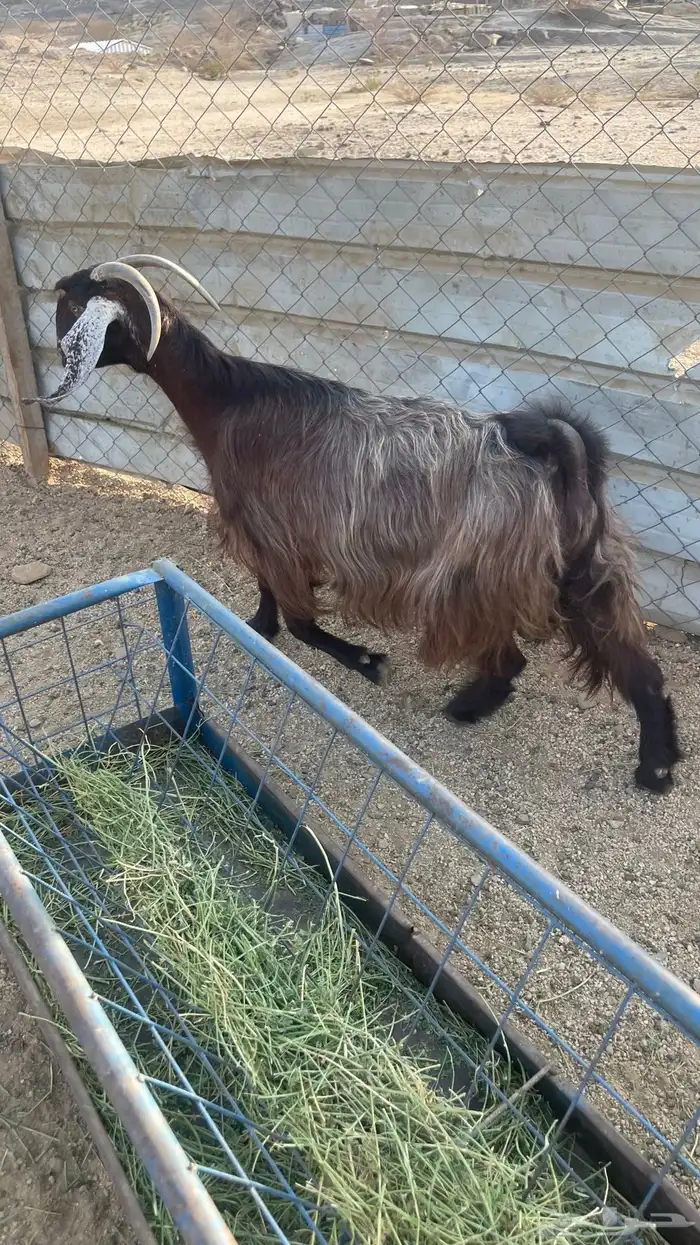 ماعز عوارض عدد2. دفيع شرط تووم شرط سونار 5