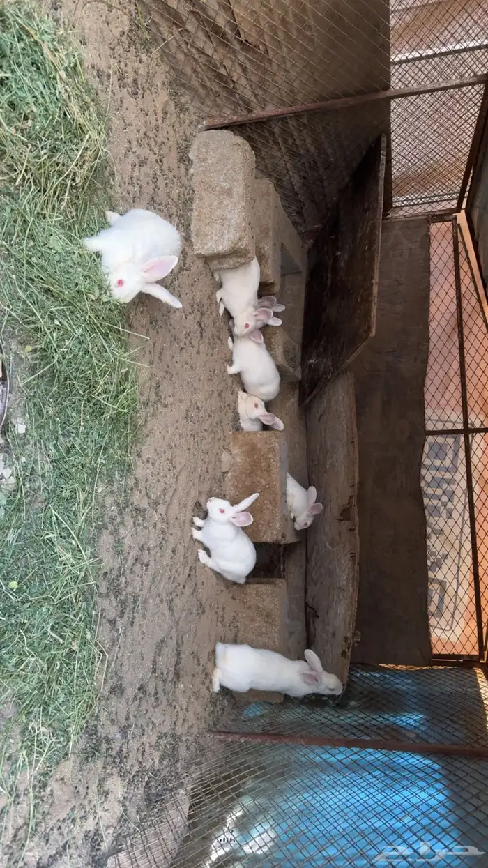 ارانب فرنسيه 2