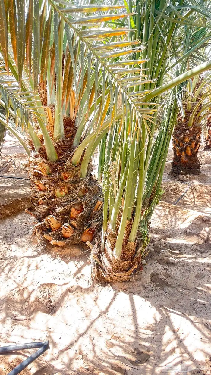 فسايل خلاص نجران 3