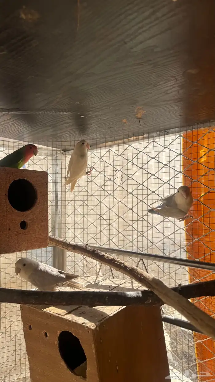 زوجين روز منتجة 1