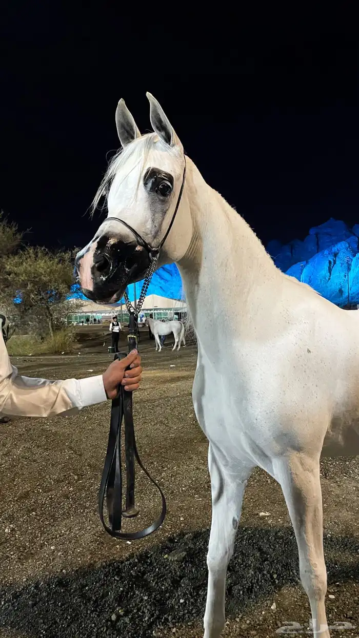 فرس بنت شنغهاي 0