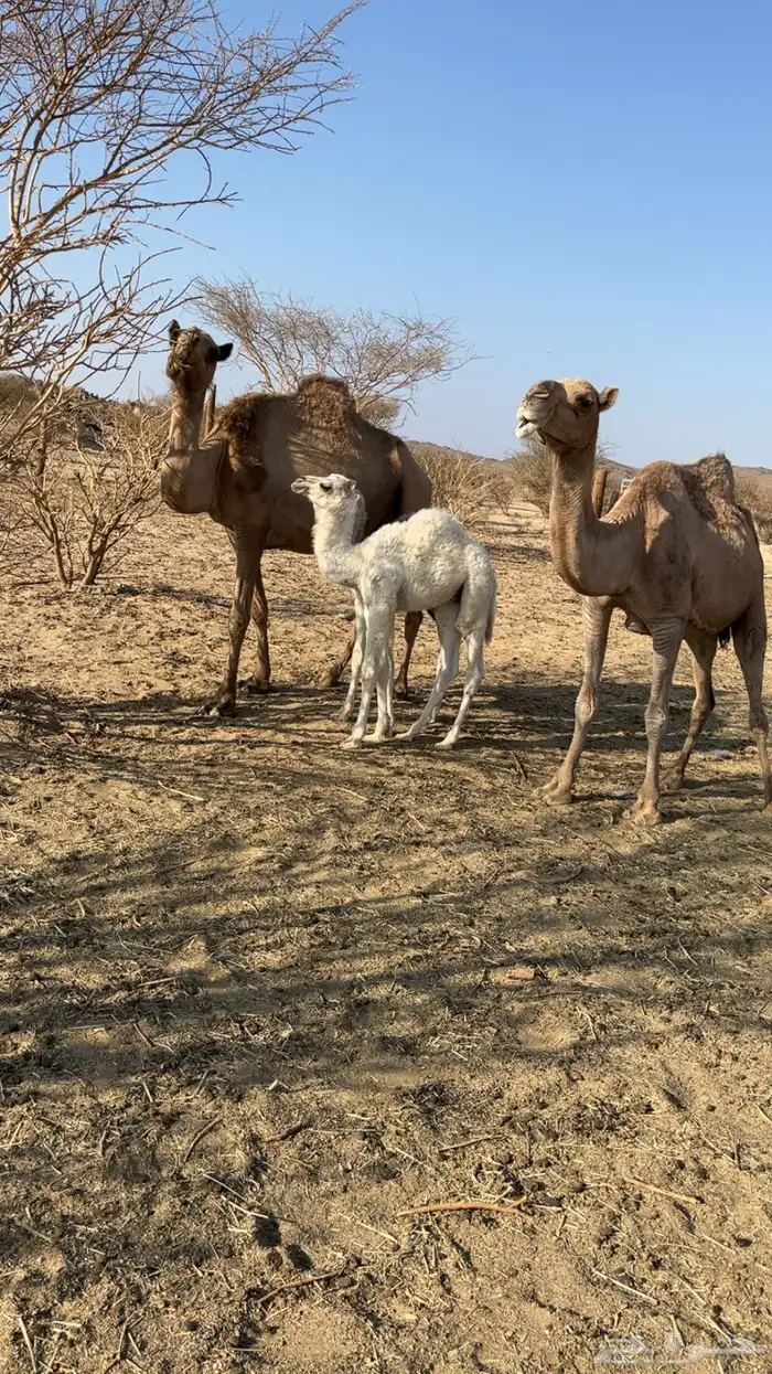 ابل خلفات كفوو عليها قعدان 0