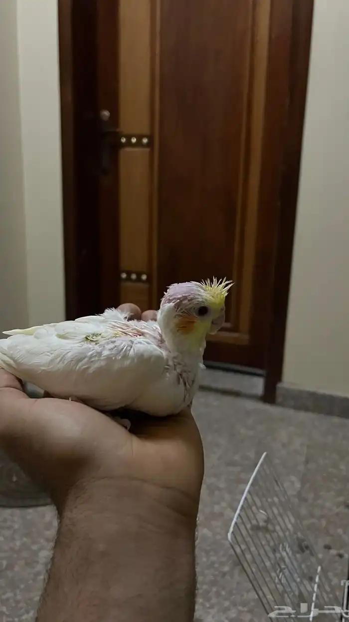 فرخ كروان لاتينو 0