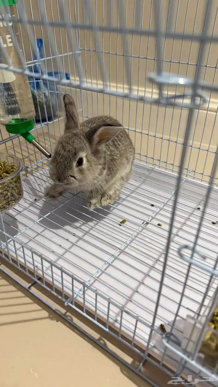 ارنب صغير لون رمادي 1