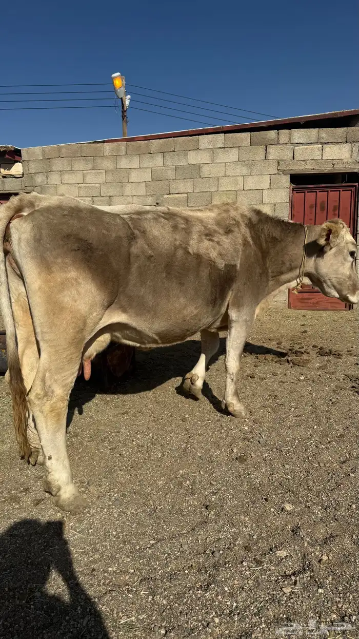 بقرة المانية للبيع 4