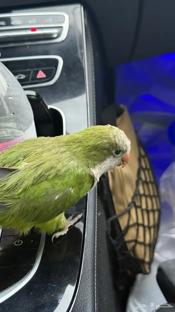 ببغاء كويكر 1