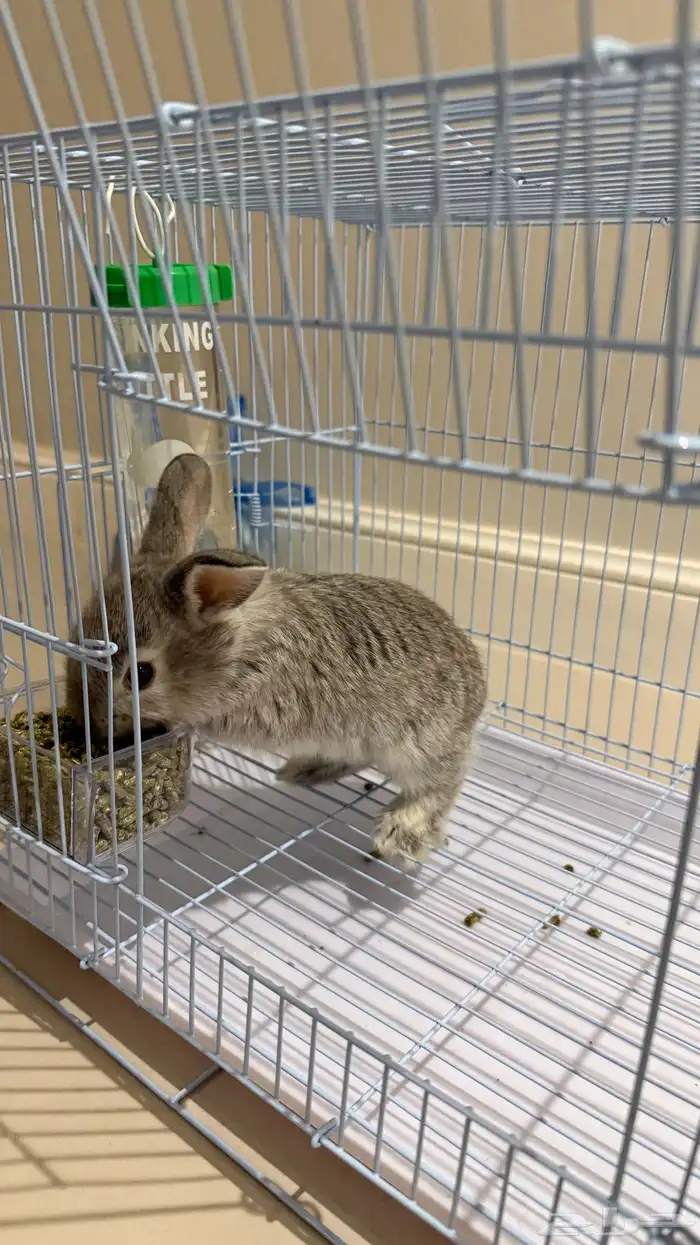 ارنب صغير لون رمادي 0