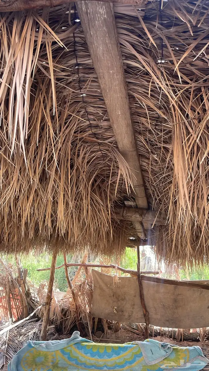 سعف وخزاز نخل لزينه الحدايق والأكواخ شتويه 4