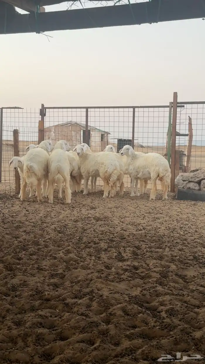 رخال حريه صنف فرش فحل - العرض الاول 2