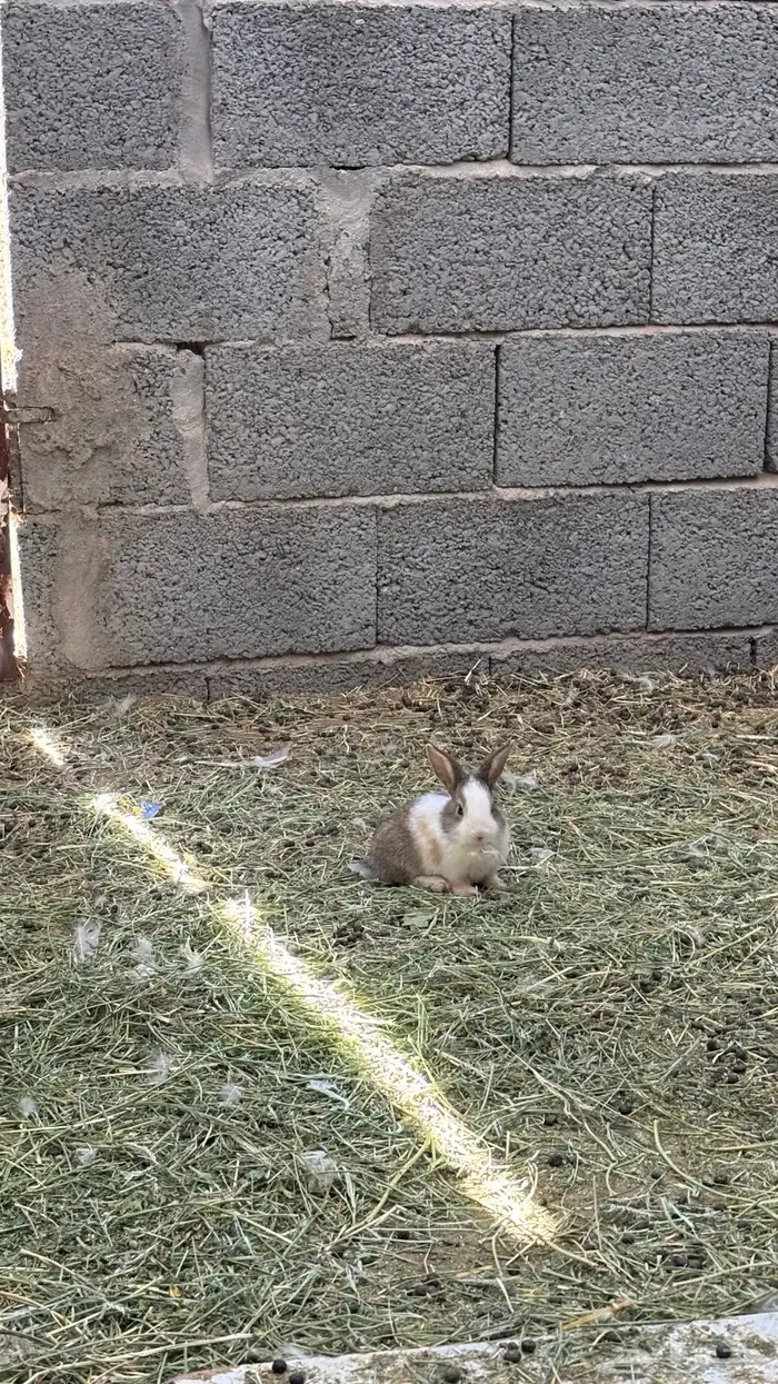 للبيع ارنب وعيالها 1
