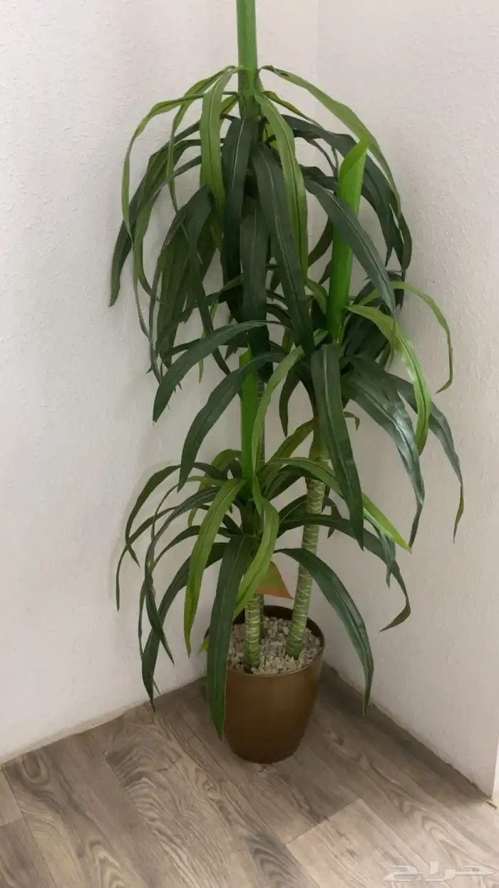 شجرتين الحبه ب50 1