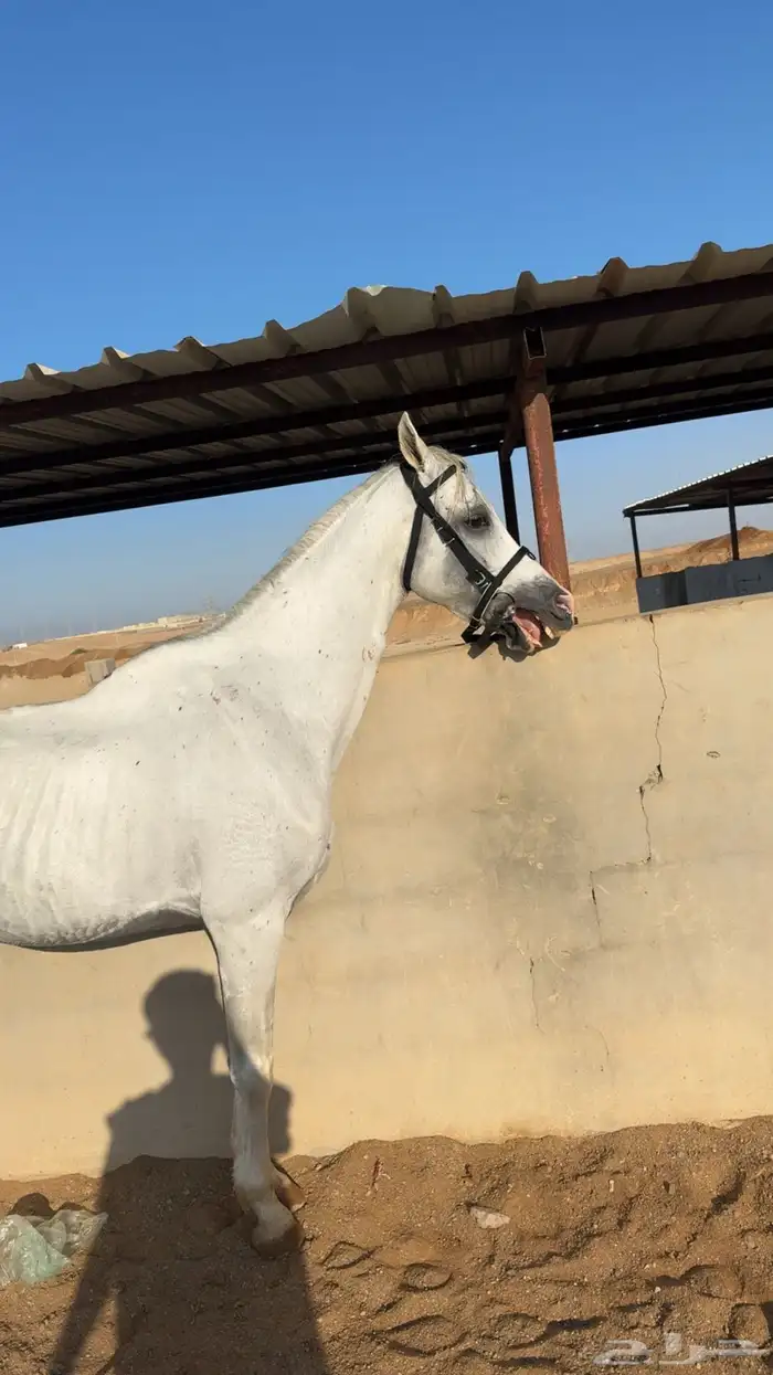 خيل للبيع 5
