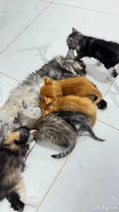 قطه شيرازي للتبني مع كيتنز index