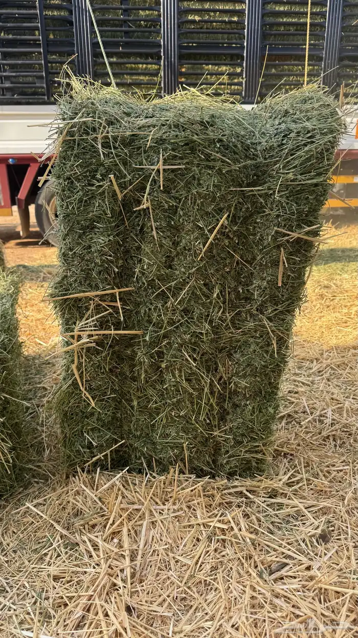 برسيم صافي شد 82-90 0