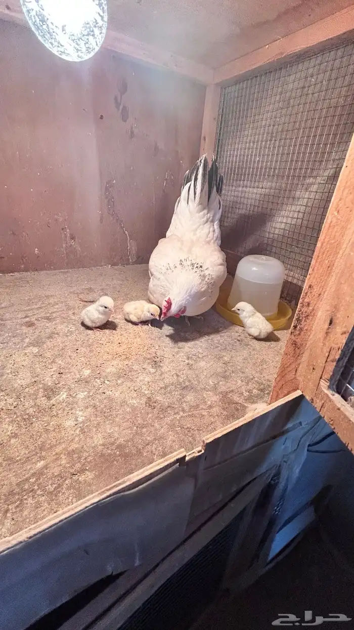 دجتج جبانيز منتج بفروخه اللون واضح 2