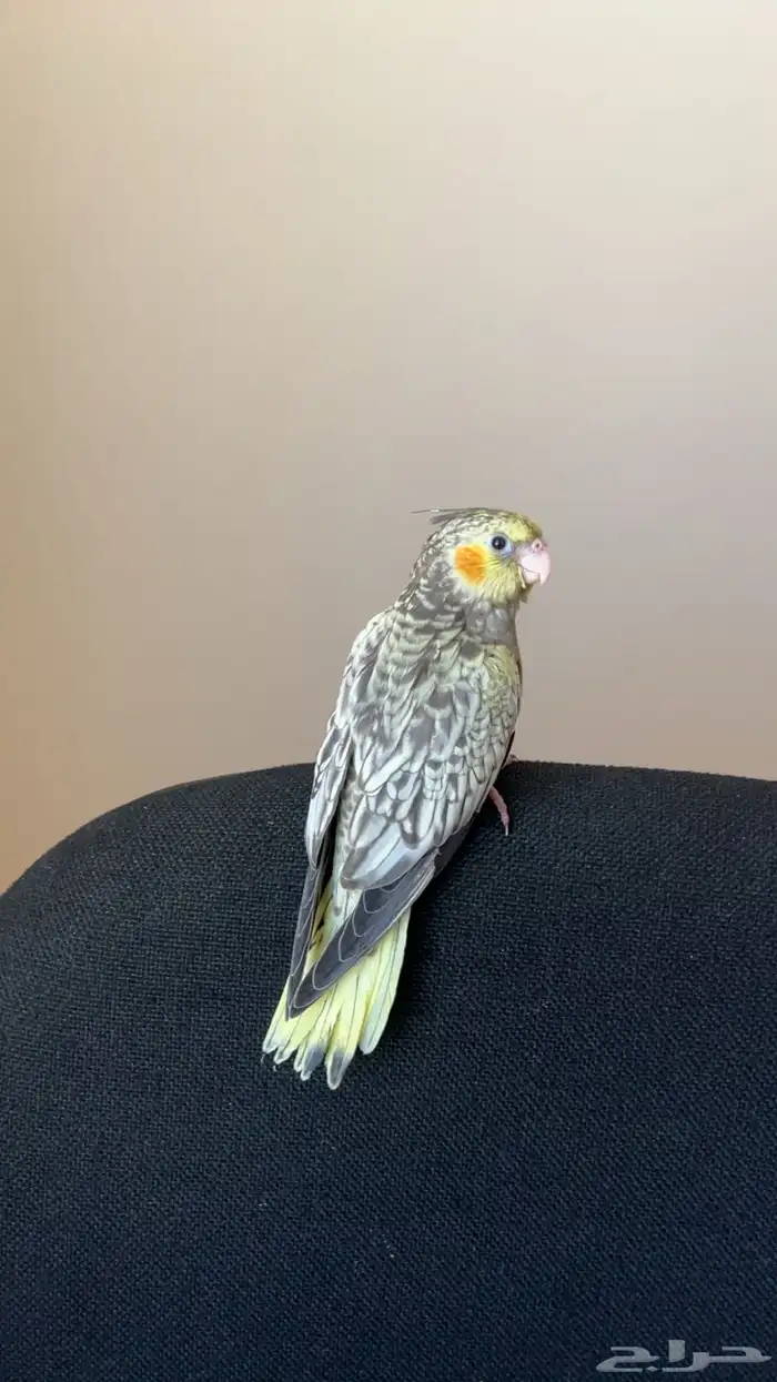 كروان هدد ( حمامه ) يوجد مقاطع للهدد 0