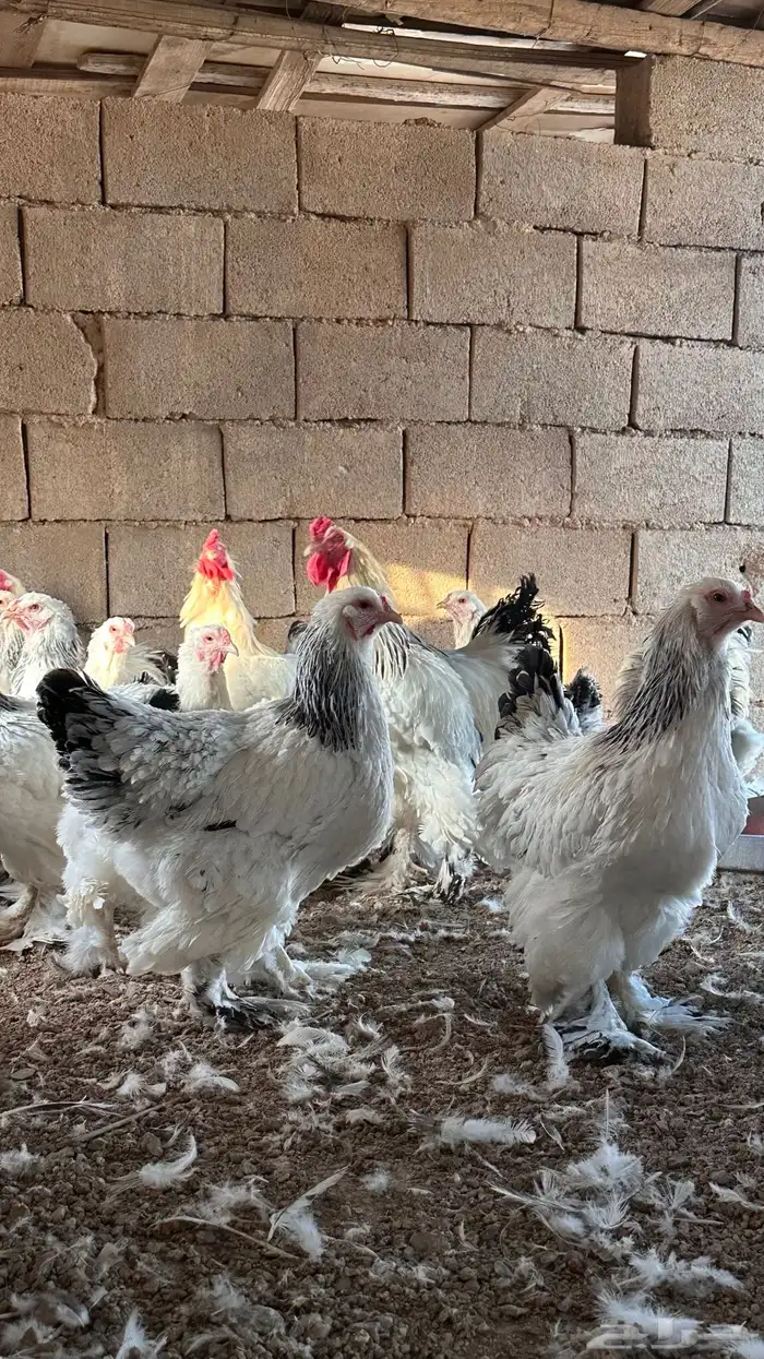للبيع دجاج براهما كولمبي بياض 4