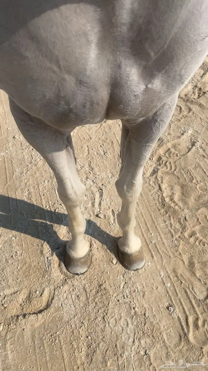 حصان عربي اصيل سبوق و طرب 6