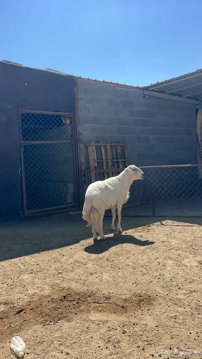 فحل غنم للبيع 3