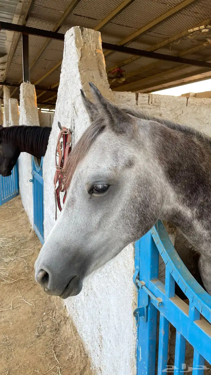 للبيع فحل عربي أصيل   نجم 2