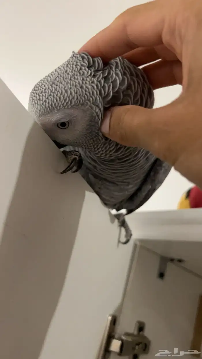 بغبغاء للبيع 3