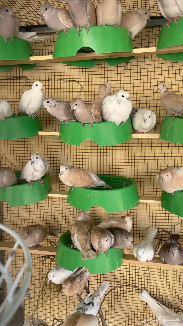 قماري يا كريم 3