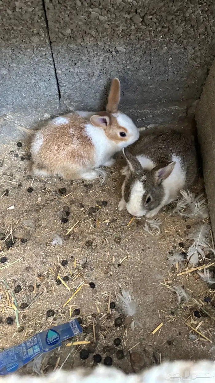 للبيع ارنب وعيالها 0