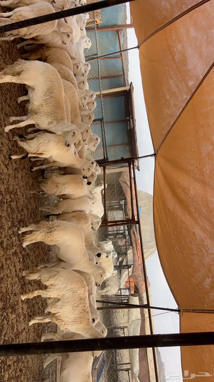 82 راس من ضأن شهران صنف الصنف شكلها قليل جدا  بفحلها صنف 1