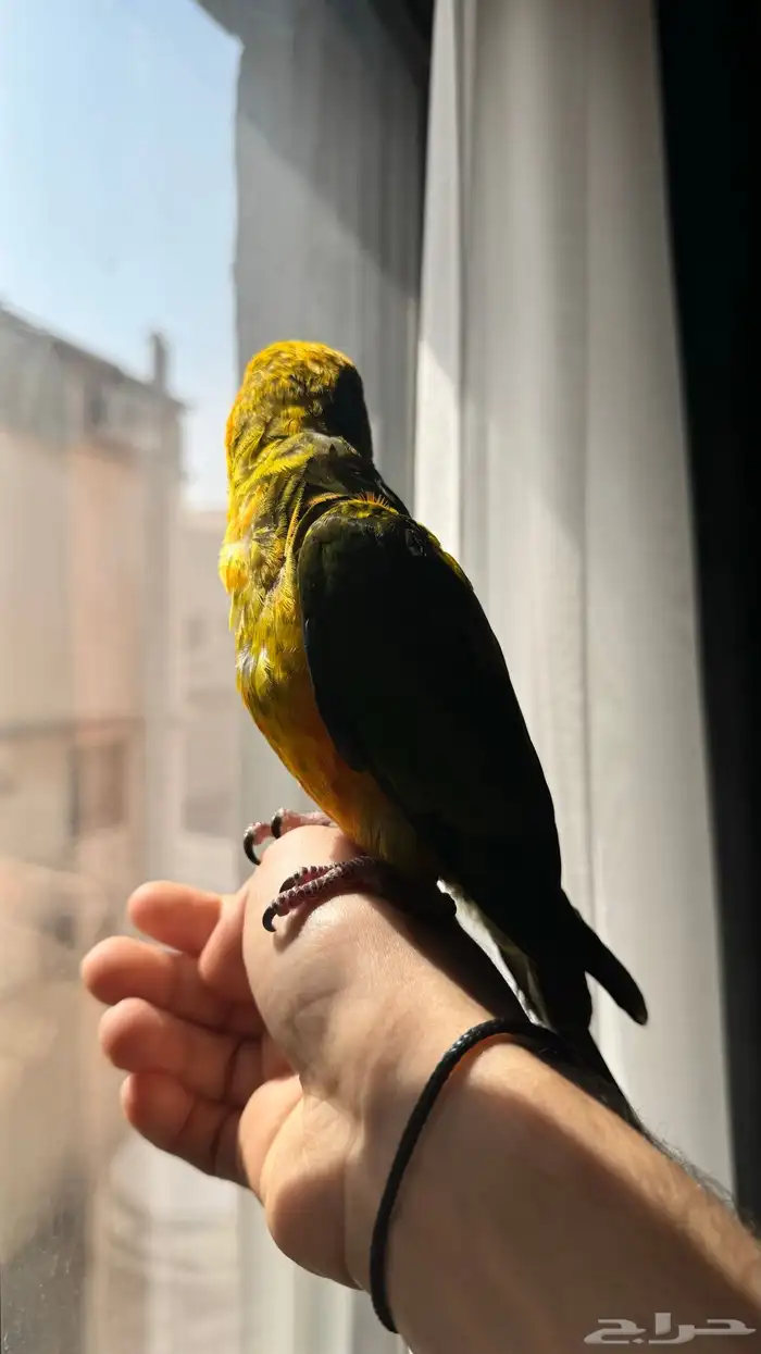 للبيع صن كنيور اليف 1