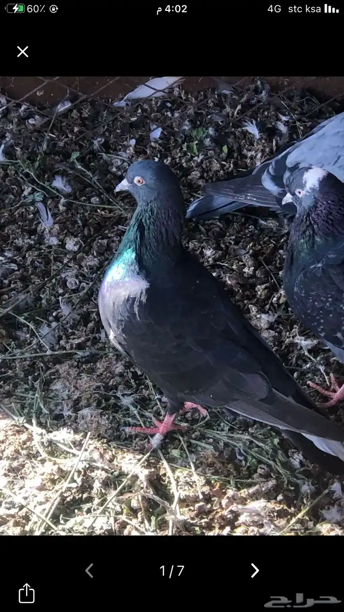 حمام قطايف 0