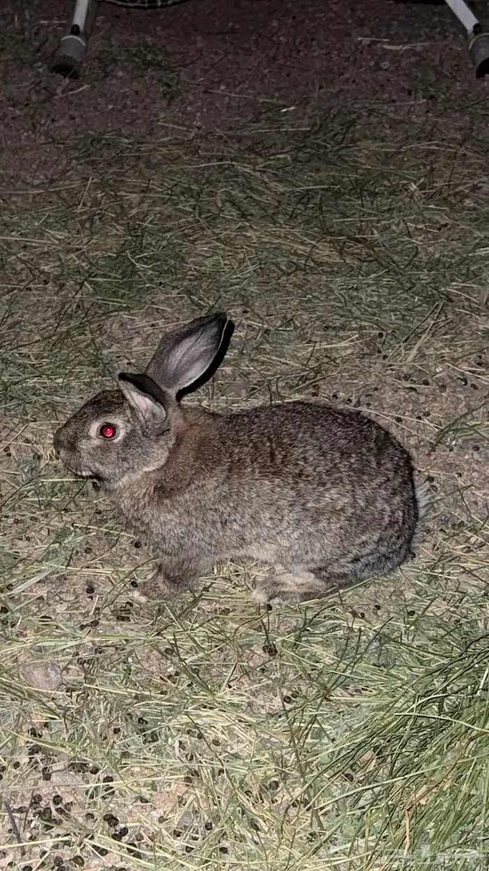 ارانب للبيع ارنب ذكور 0