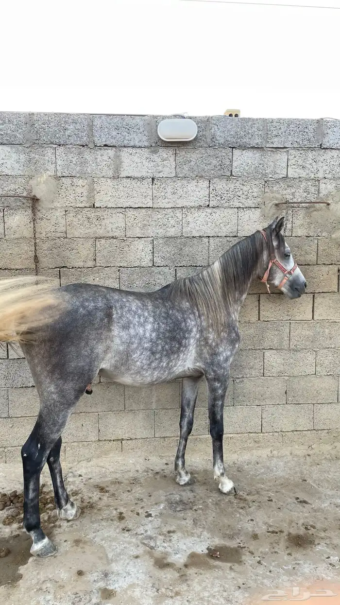 للبيع فحل عربي أصيل   نجم 7