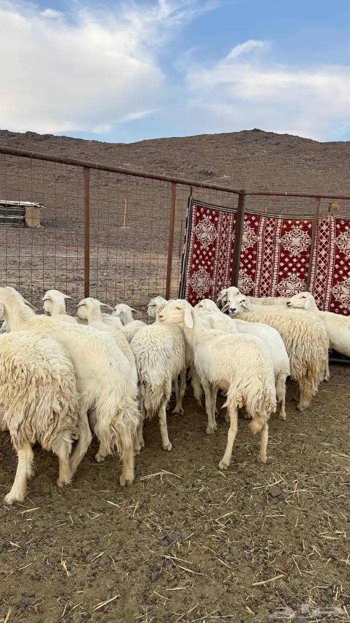 ضان حري مراح واحد بالفحل 4