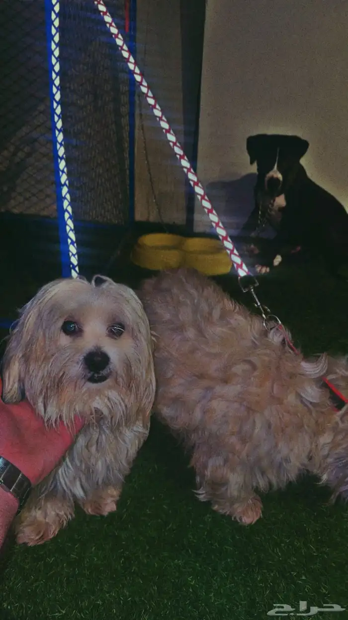 كلبين مالتيز بكج أنثى وذكر 2