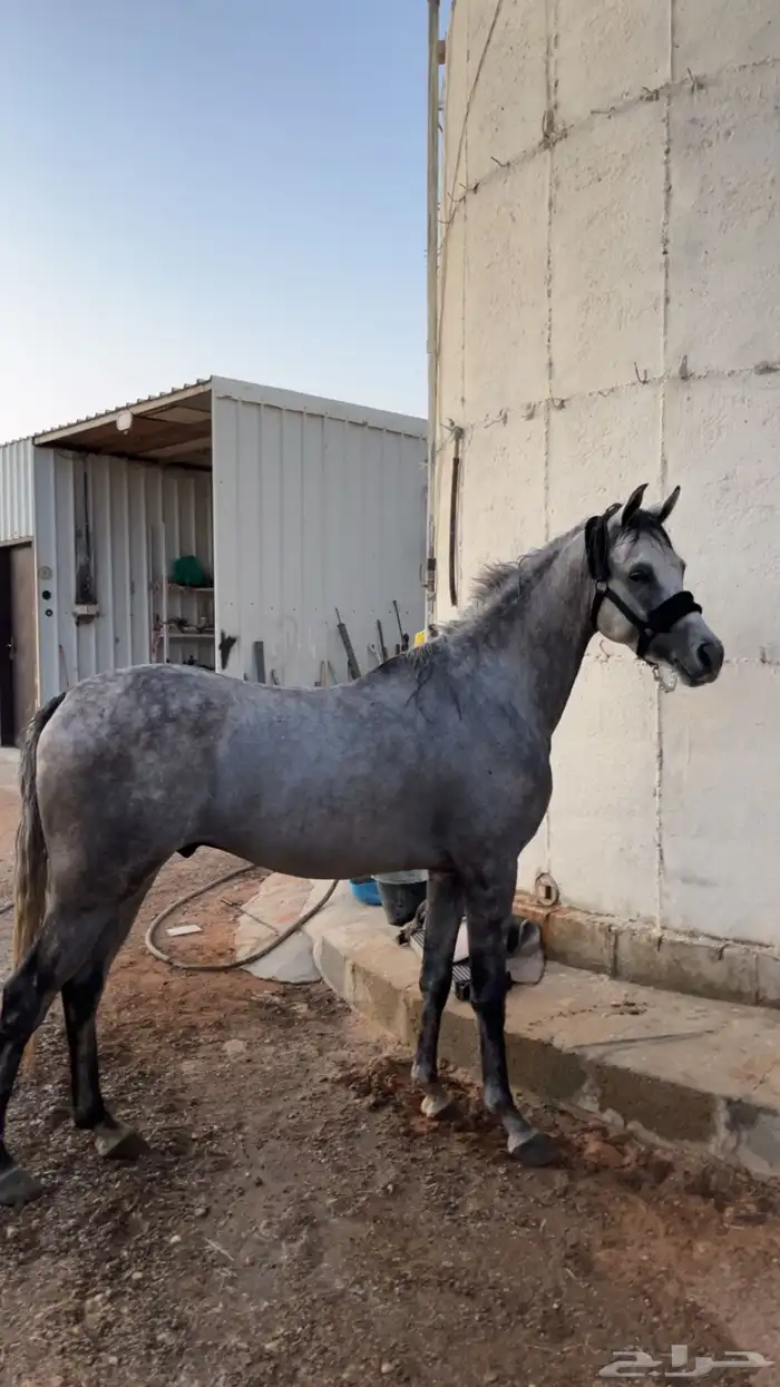 حصان شعبي جمرره للبيع 3