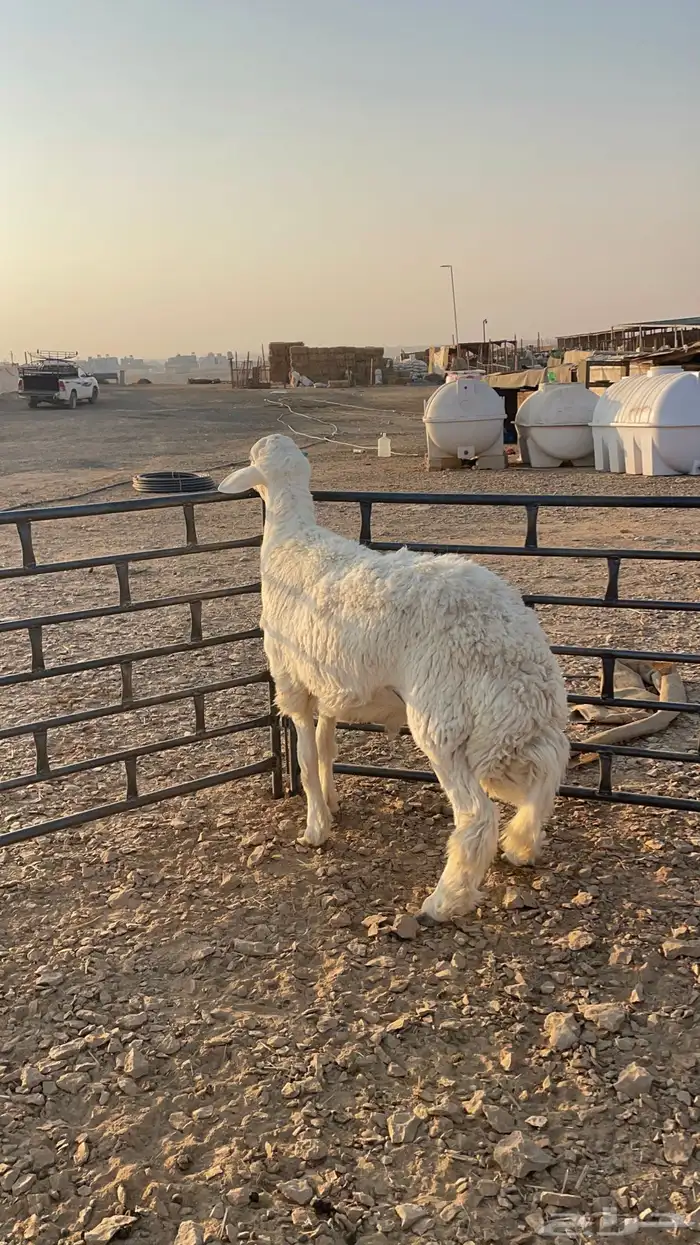 للبيع فحل حري جذع مشروط 1