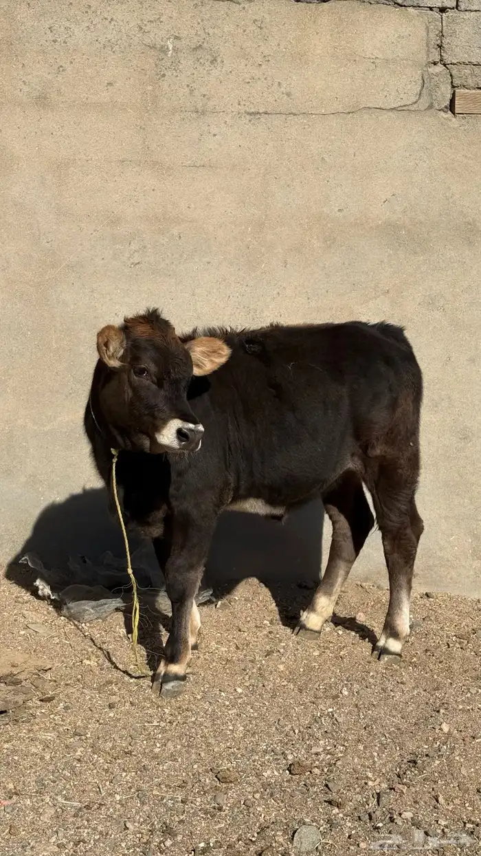 بقرة المانية للبيع 7